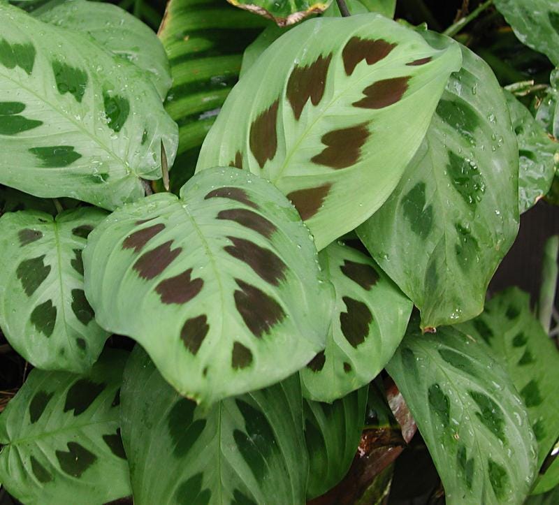 prayer plant poisonous to dogs